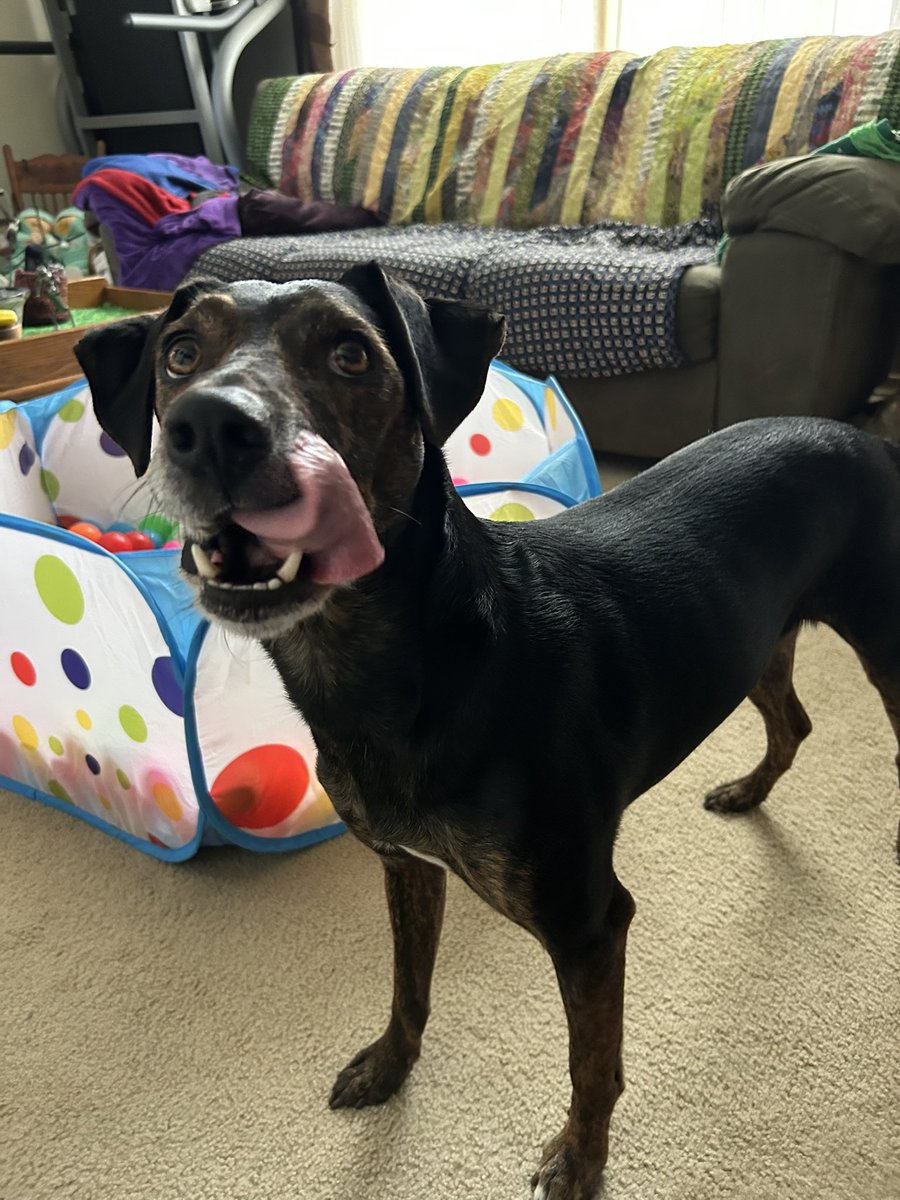 That cookie was lip smacking good 😋Have a tasty day pals!
#TongueOutTuesday