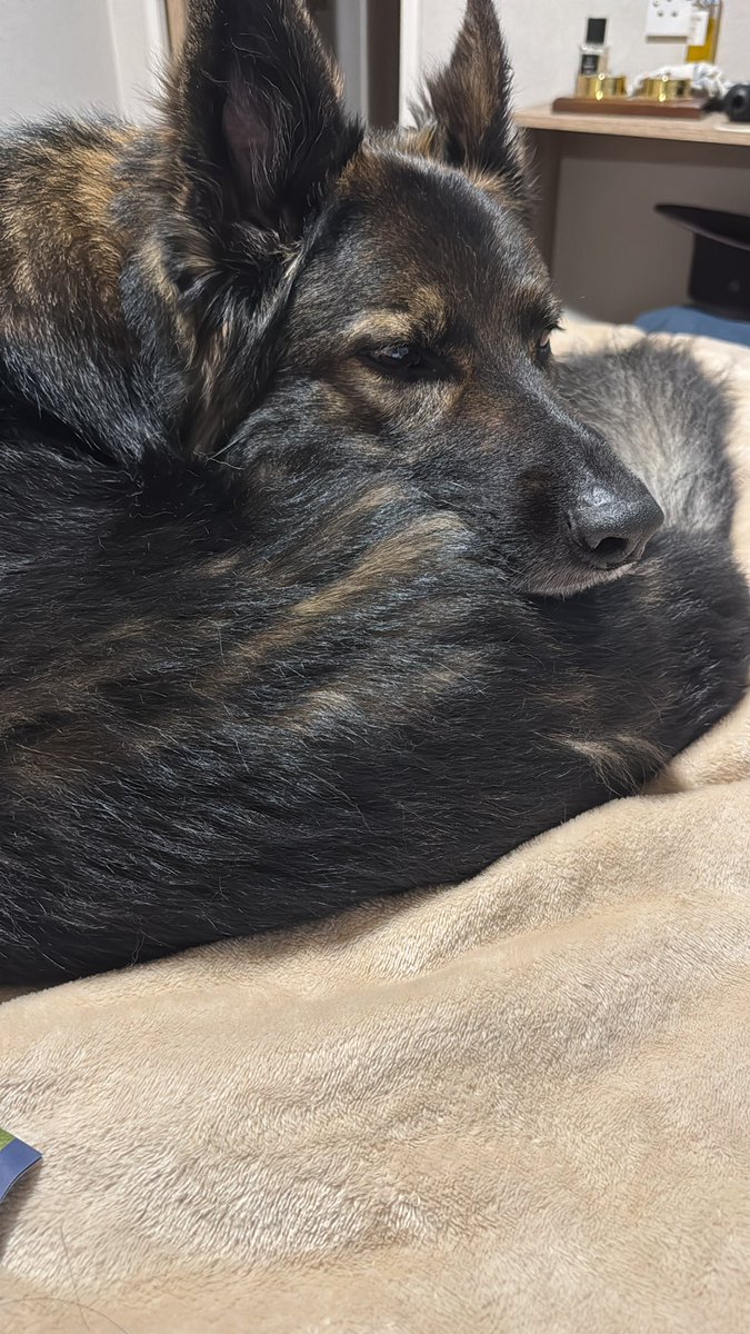 RPDBelle's tweet image. Oh my poor paw!
Ouchy ouch - an evil creature stung me.
I’m getting lots of sympathy and distracting treats so I might continue the sad sighs for several more hours.