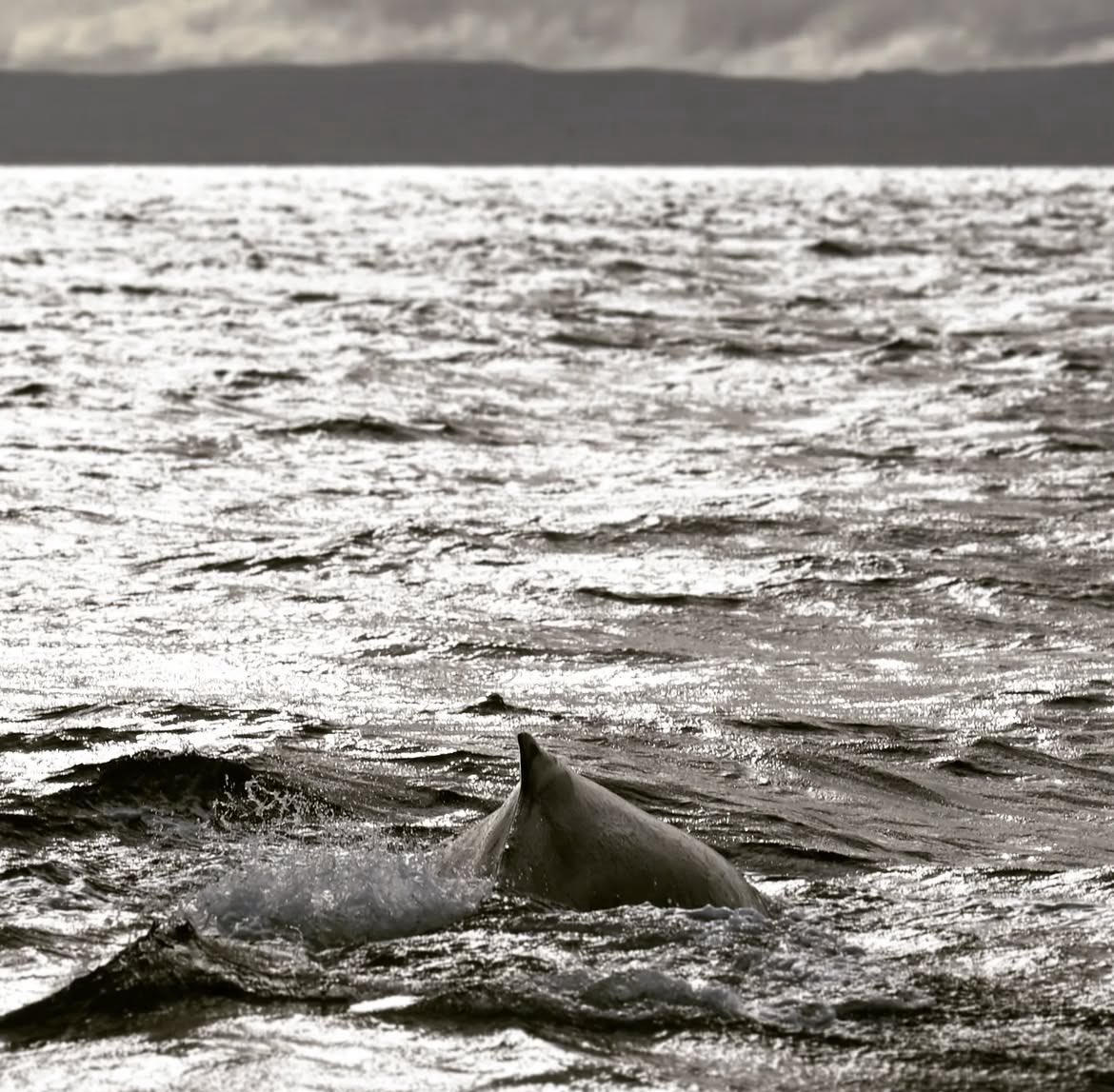 Meet those gentle giants off the coast in County Sligo. We are soon launching an entire new section on the website dedicated to these stunning creatures #choosesligo