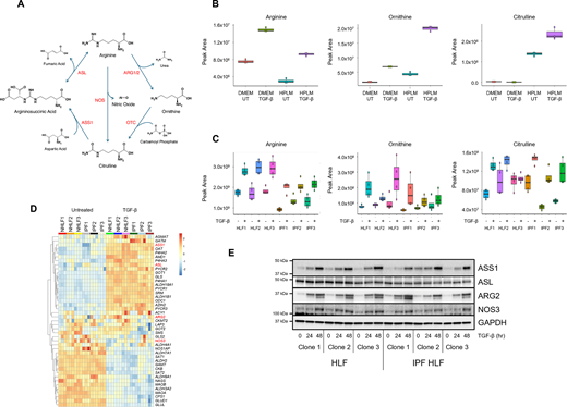 Biochem_Journal's tweet image. Arginine is a conditionally essential amino acid, with roles in protein production and intracellular signalling. New research from Hamanaka examined the role and regulation of arginine metabolism in lung fibroblasts activated with TGF-β.doi.org/10.1042/BCJ202…
