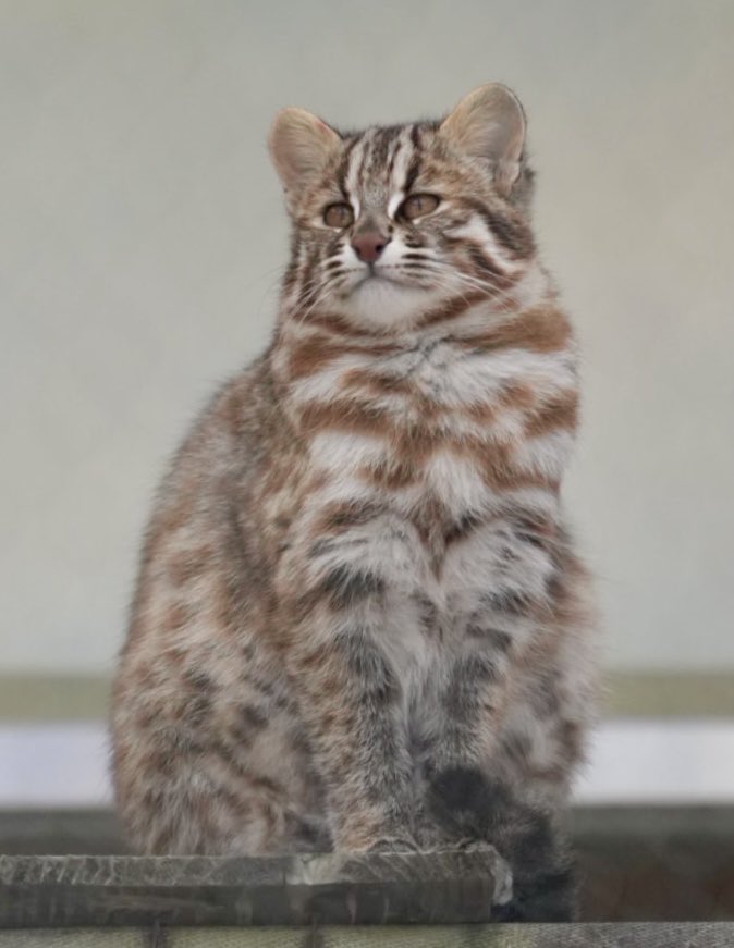 tama080707's tweet photo. あざもちゃん😻
2024/12/12📷
#東山動植物園   
#京都市動物園
#ツシマヤマネコ 
#tsushimaleopardcat 
#Azamo https://t.co/GiL3LCgd1d