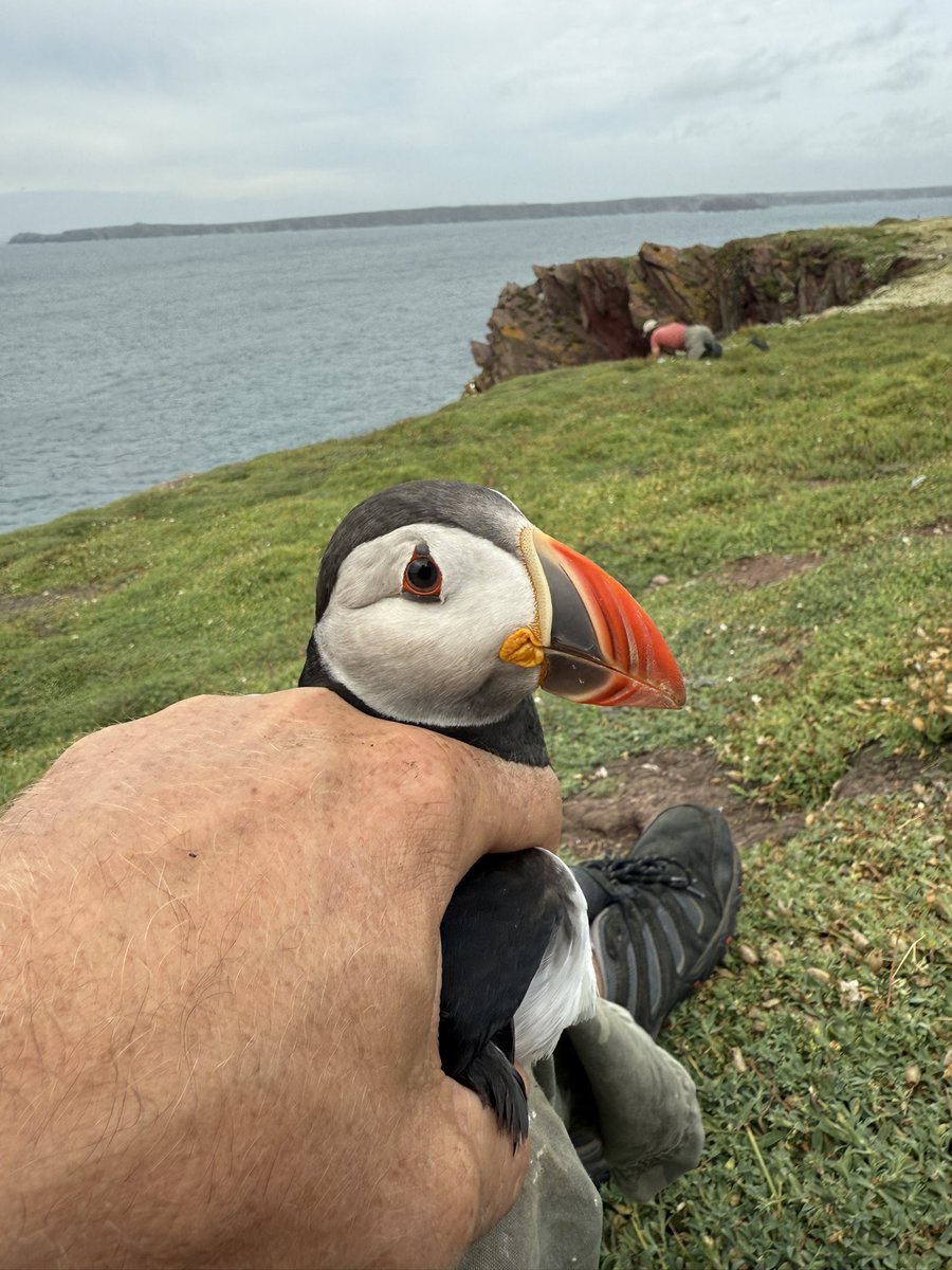 AshmanMrmatt's tweet photo. Long weekend @SkokholmIsland well looked after by Rich and Giselle as always, had the honour of helping to colour ring the puffins and to ring some Pufflings, greater black-backed gull was a pleasant surprise yesterday morning. Myself and my daughter loved it, all under licence. https://t.co/E5Fic1FYC1