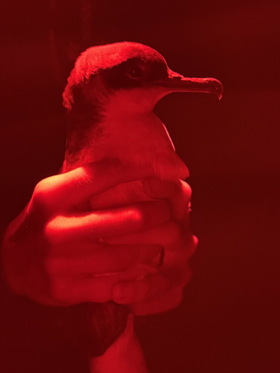 AshmanMrmatt's tweet photo. Long weekend @SkokholmIsland well looked after by Rich and Giselle as always, had the honour of helping to colour ring the puffins and to ring some Pufflings, greater black-backed gull was a pleasant surprise yesterday morning. Myself and my daughter loved it, all under licence. https://t.co/E5Fic1FYC1