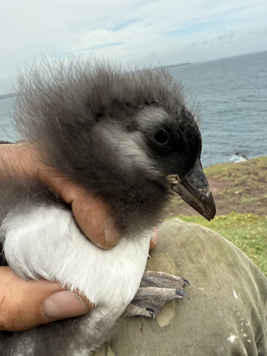 AshmanMrmatt's tweet photo. Long weekend @SkokholmIsland well looked after by Rich and Giselle as always, had the honour of helping to colour ring the puffins and to ring some Pufflings, greater black-backed gull was a pleasant surprise yesterday morning. Myself and my daughter loved it, all under licence. https://t.co/E5Fic1FYC1