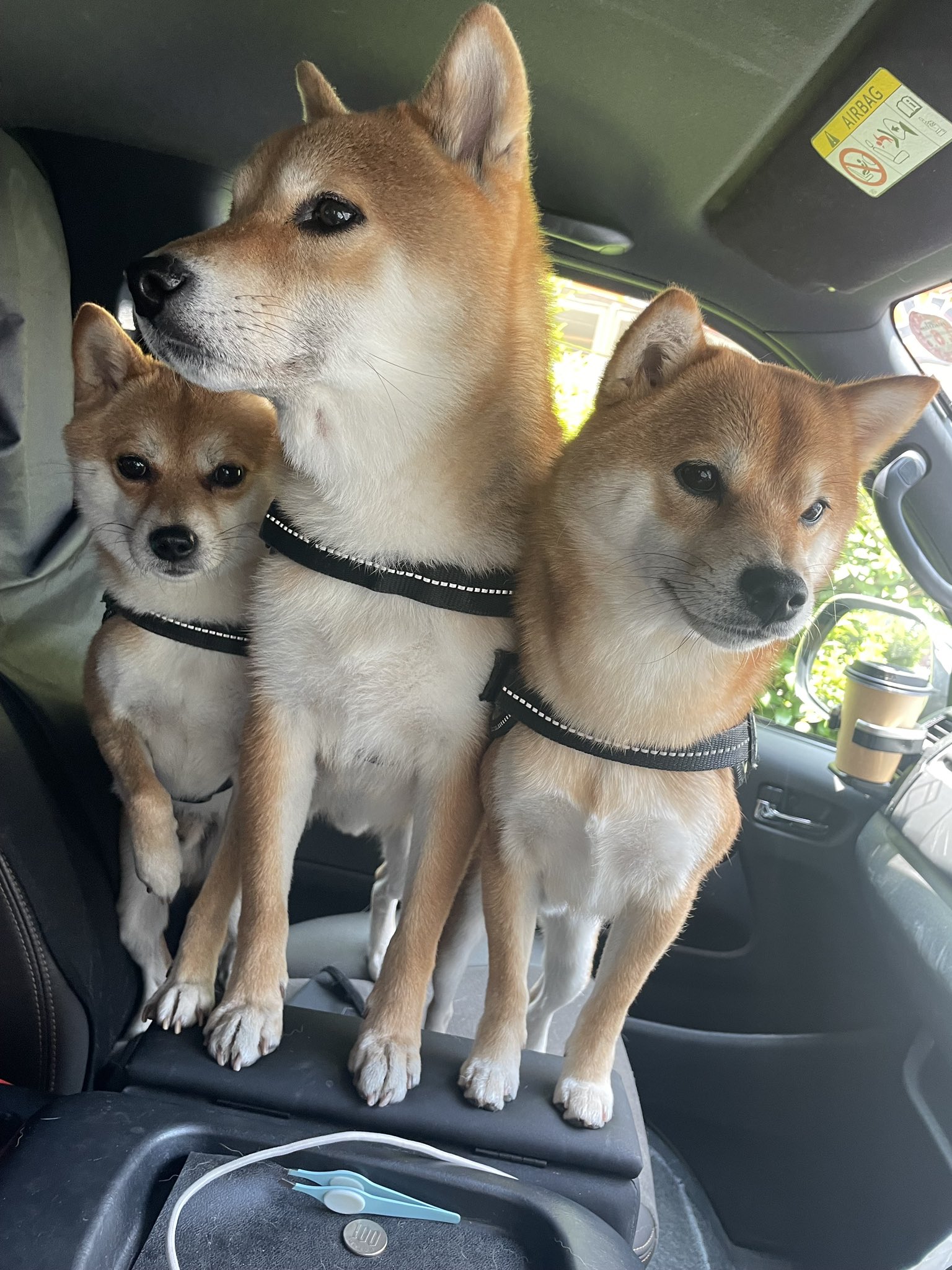 りおちゃん 柴犬 子犬用 shibaブリーダーカフェ静岡尤犬荘 | 6/1日生まれの4匹子、見学