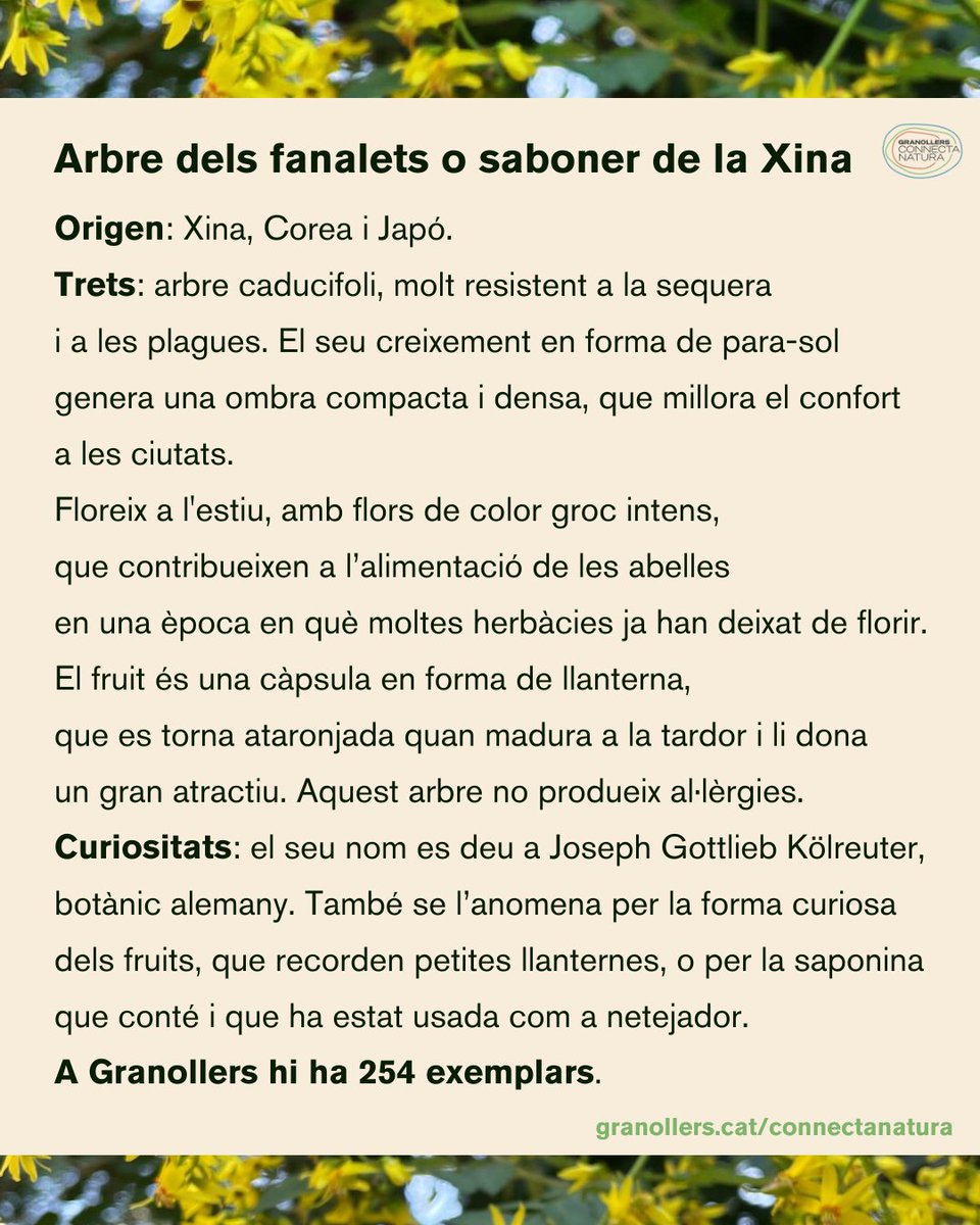 🌳Coneixes l'arbre dels fanalets o saboner de la Xina? A Granollers en tenim 254 exemplars