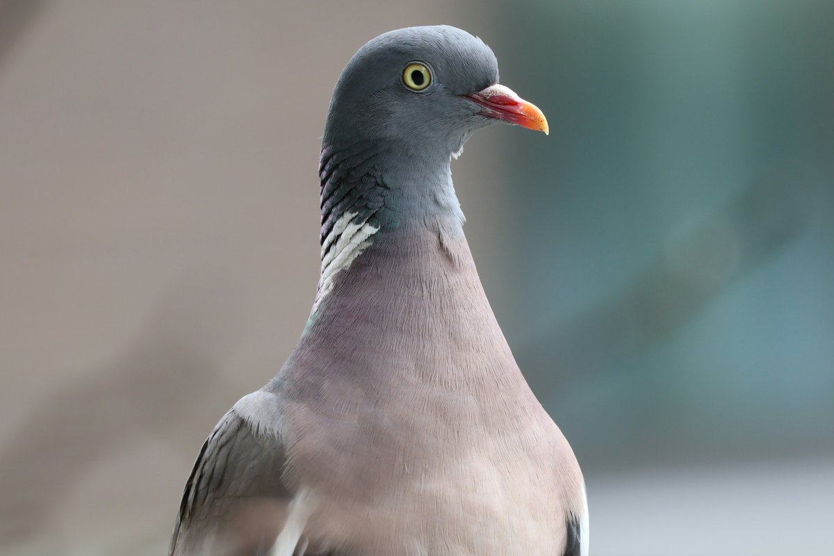 When you are out trying to catch a kitten and end up picking up a badly injured woody too 😕Poor thing didn't look great but thanks to Ambivets Aspley for your help. *stock photo.