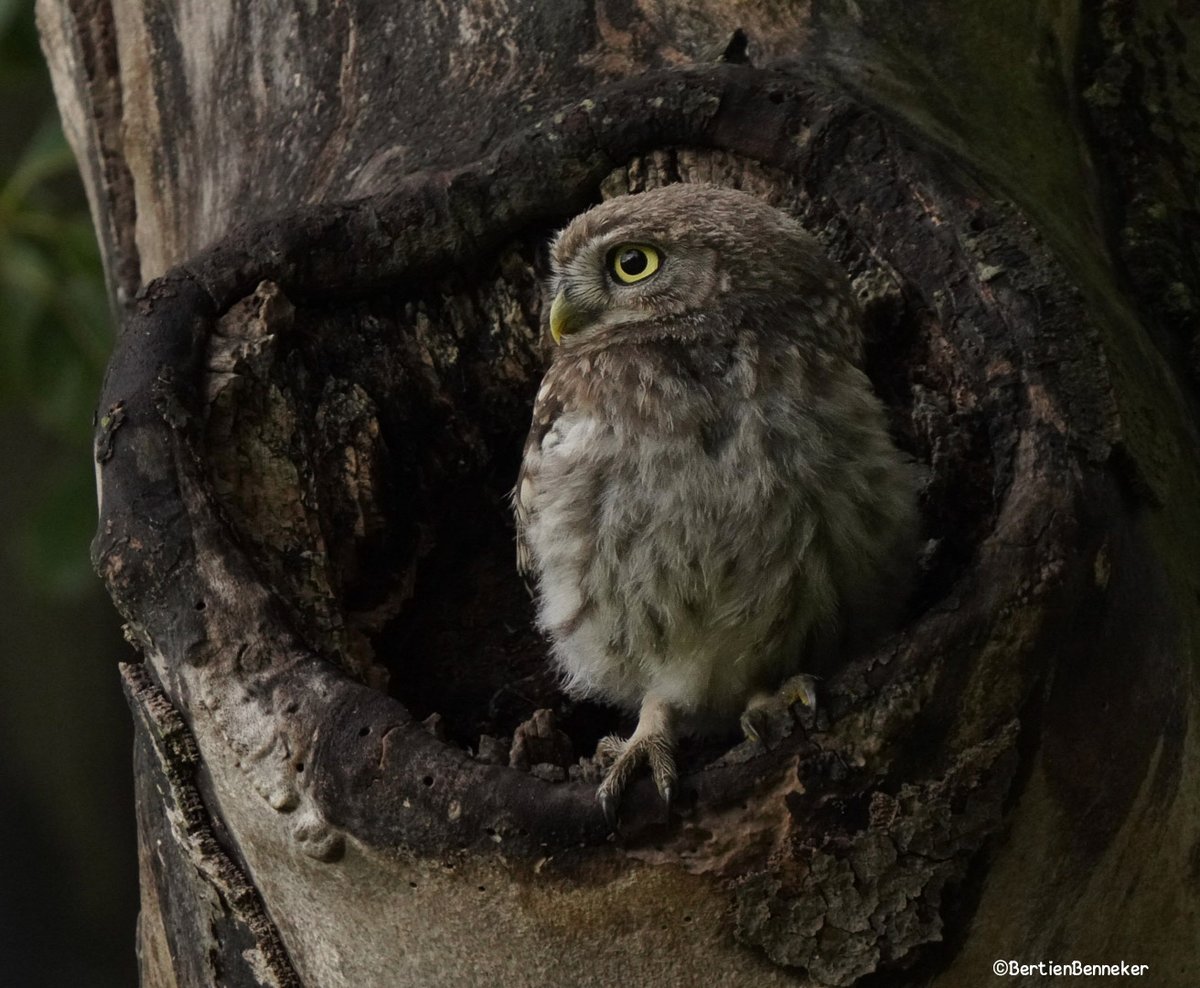 Soms zijn er geen woorden nodig, alleen maar kijken en genieten #nature #owl #steenuil #NaturePhotography #birdsphotography 🍀