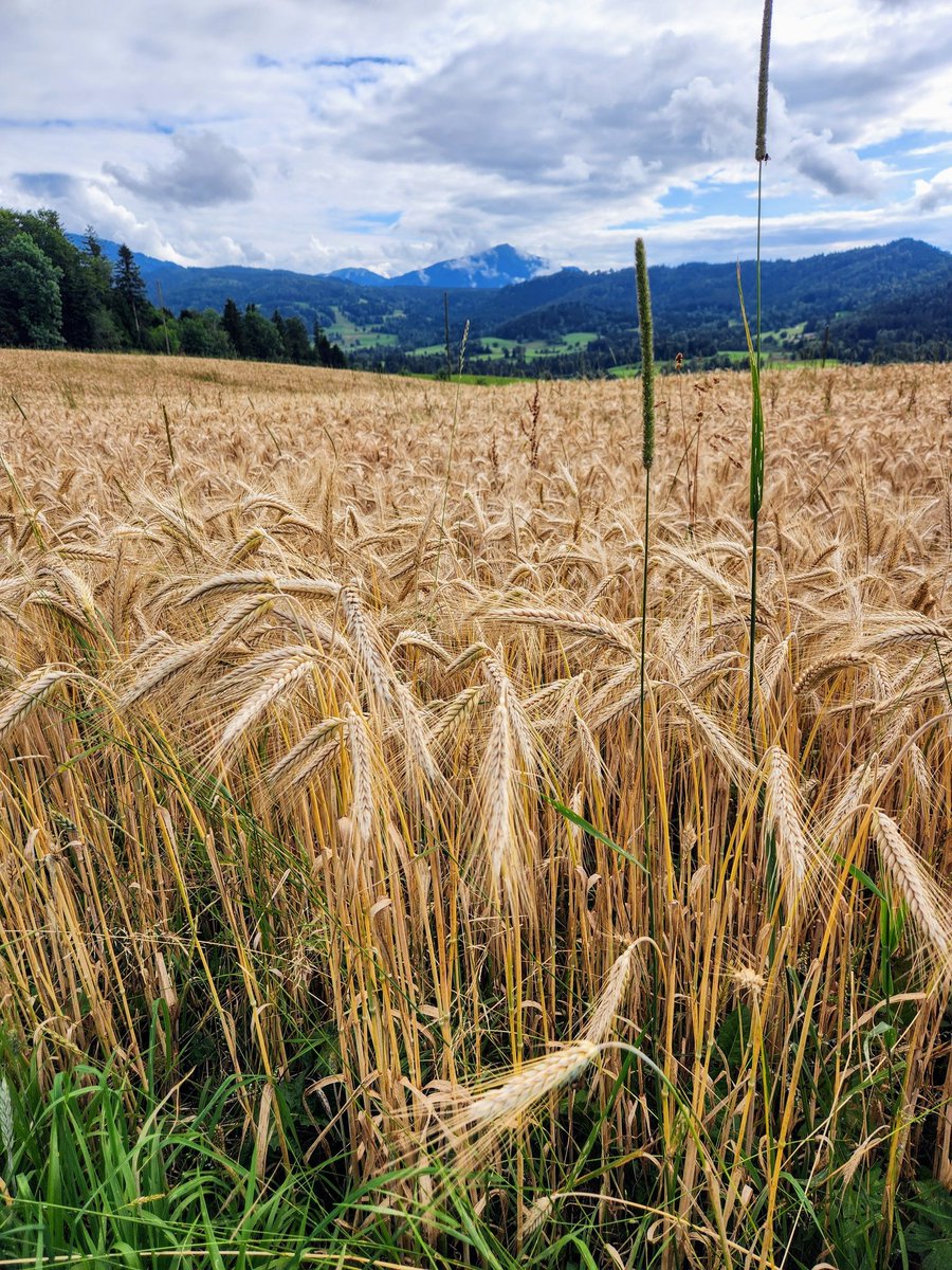 HikingSchweiz's tweet image. A walk among the farms and fields in the hills above Zug, Switzerland 🇨🇭