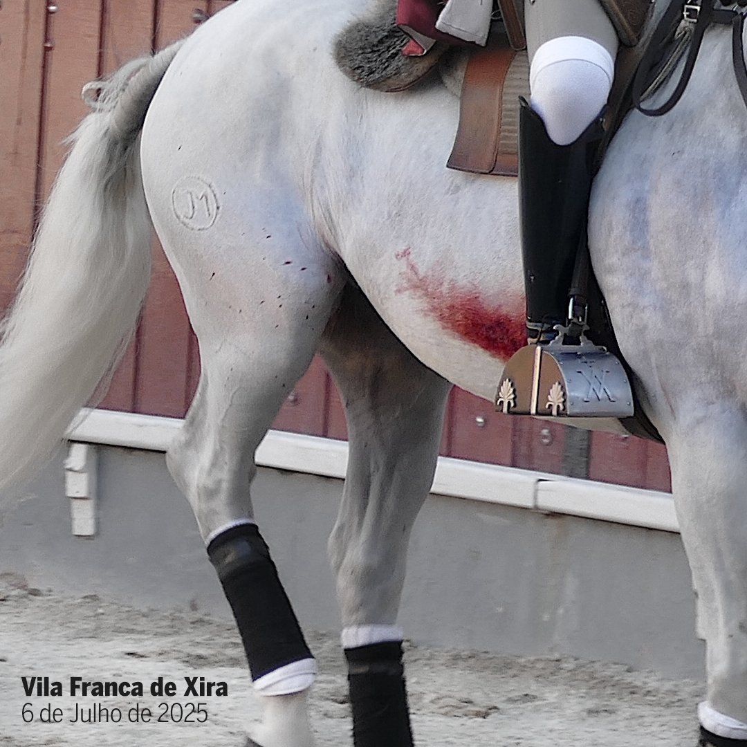 🐴💔 Imagens de um evento licenciado e fiscalizado pela Inspeção Geral das Atividades Culturais, no passado domigo em Vila Franca de Xira...

Sem comentários...
#cavalos #tortura