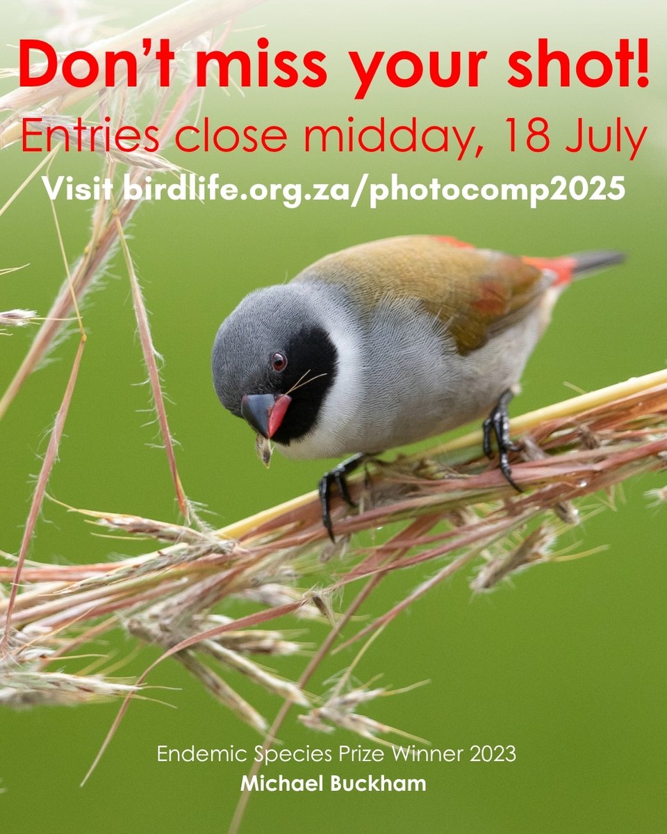 BirdLife_SA's tweet image. 📷ONLY TEN DAYS REMAINING!
Don’t miss your chance to enter SA’s biggest and best photography competition! - Entries close midday, 18 July.
Sign up here: birdlife.org.za/photocomp2025/
Photography is one of the most powerful tools we have to empower conservation - and we want your help!