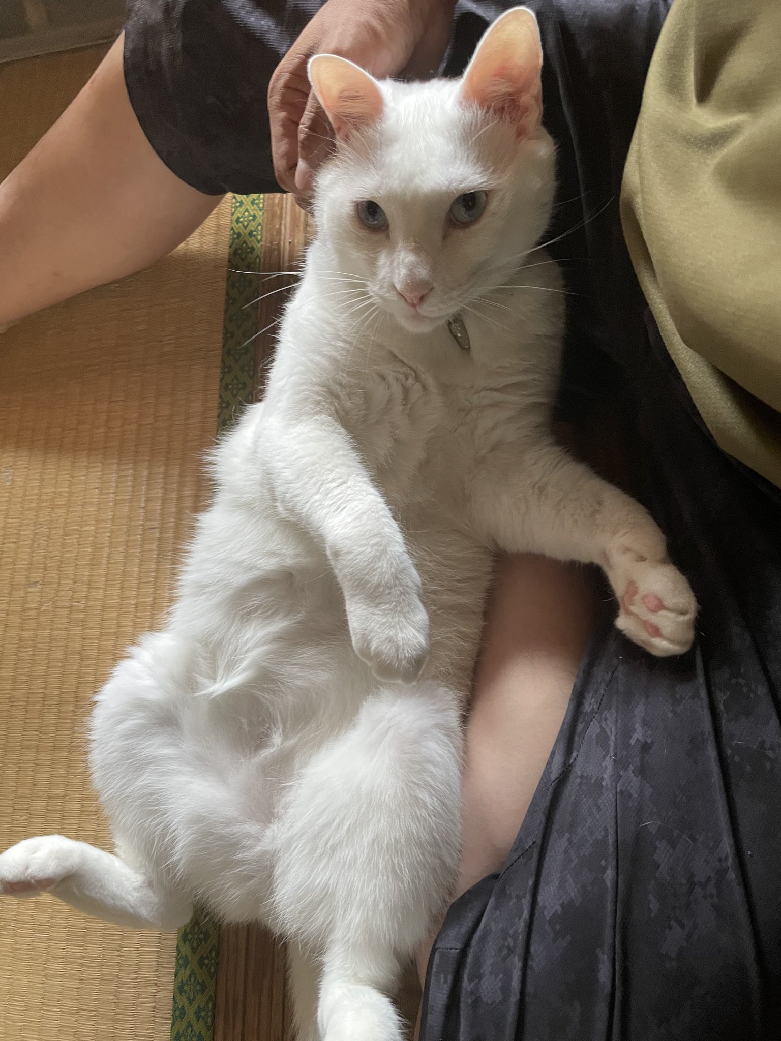 カワチ のびねこ レインボー KWC409740｜スーパースポーツゼビオ