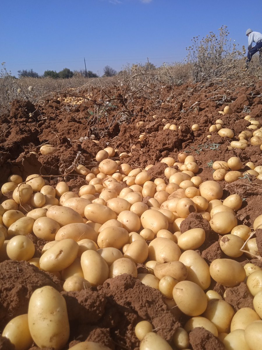 Potatoes Harvesting in session 🥰🥰🥰🙌🏻🤣