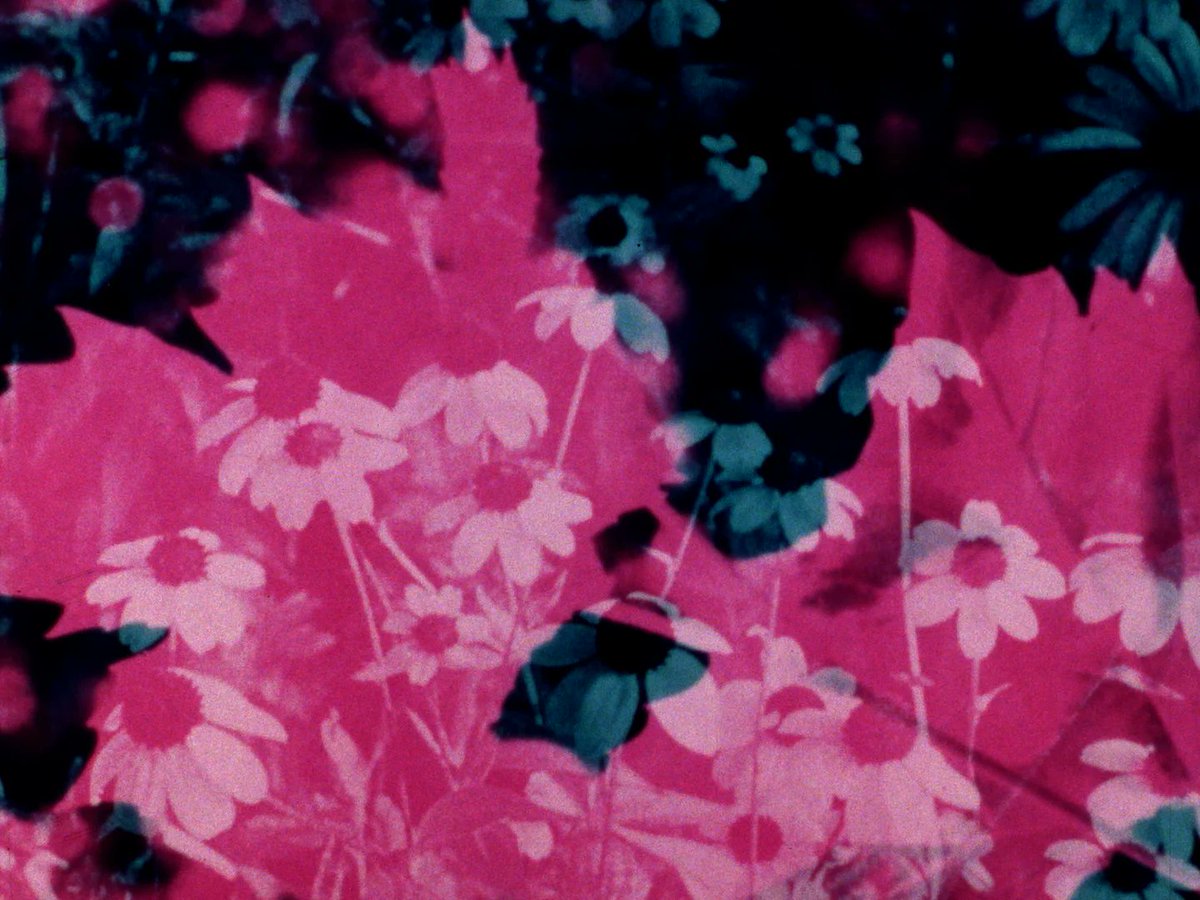 blackzerodisc's tweet image. Our three most recent releases are a perfect entry point into the broader Black Zero catalogue—dedicated to preserving Canadian experimental film in its most difficult and exciting forms...