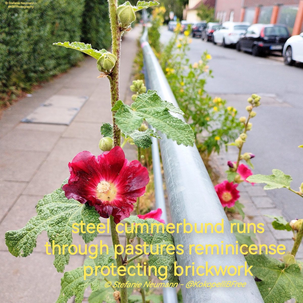 KokopelliBFree's tweet photo. #vss365 - #cummerbund
#WordedArt - #brickwork
#BlueSkyRelay - #run
#DailyHaikuPrompt - pasture / trees

#WritingCommunity #poetry #haiku

#FotoVorschlag - 'Zäune'
#DailyPictureTheme - 'junction'

#KBFPhotography #MobilePhonePhotography #Photography https://t.co/35UKZOMMcy
