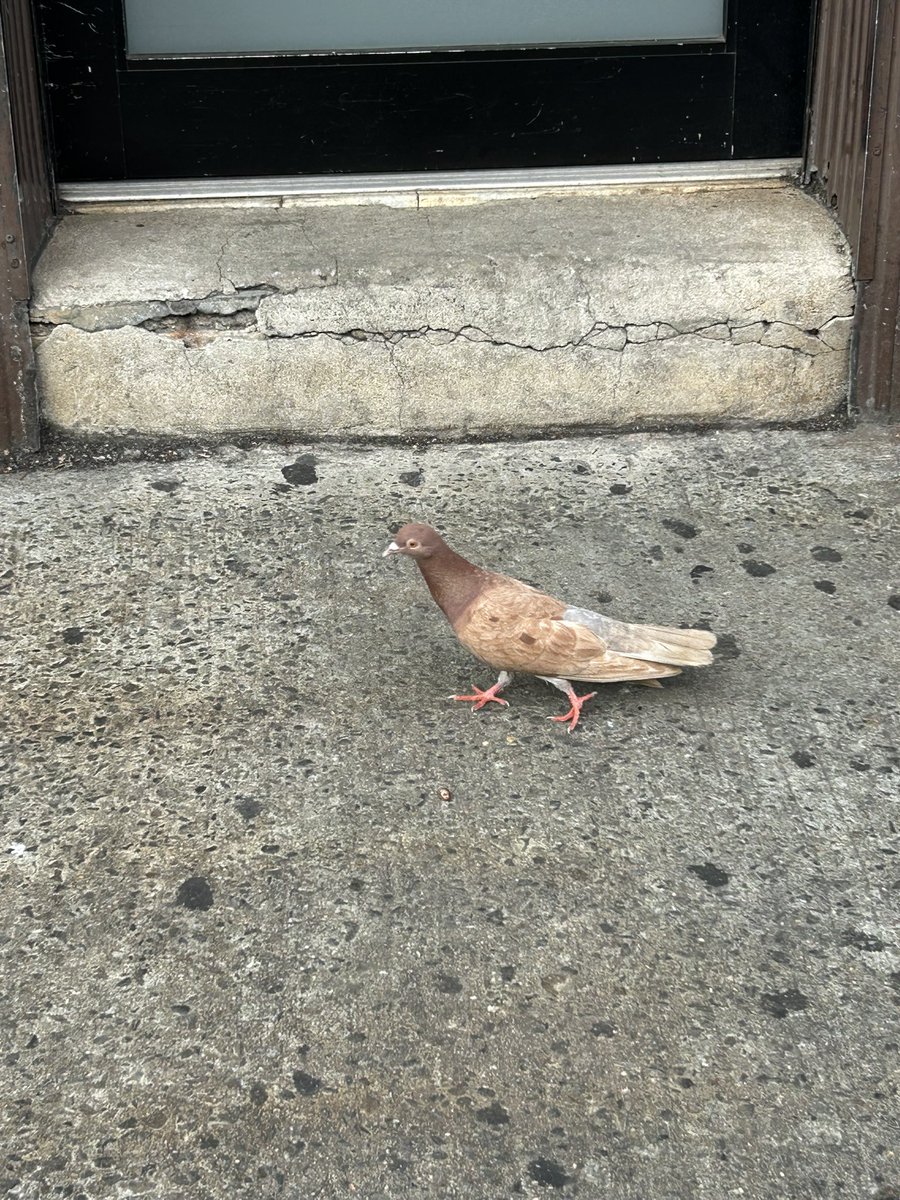 I love seeing a weird colored pigeon. Because like Why do u look like that