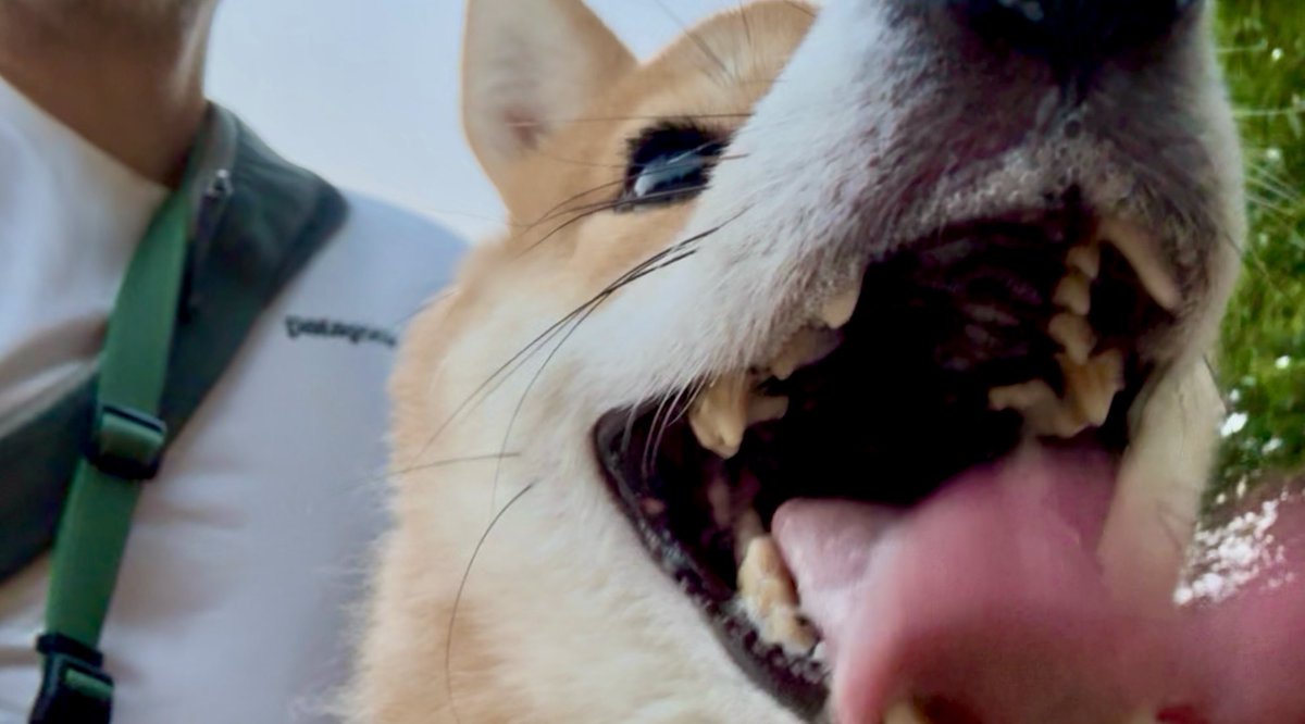強制的に早く上がって散歩に🐕
昼間はヤバ暑だし、久々の明るい時間で喜んでる？
街灯付きだす時間の雨上がりだけど走り回ってあっつい💦