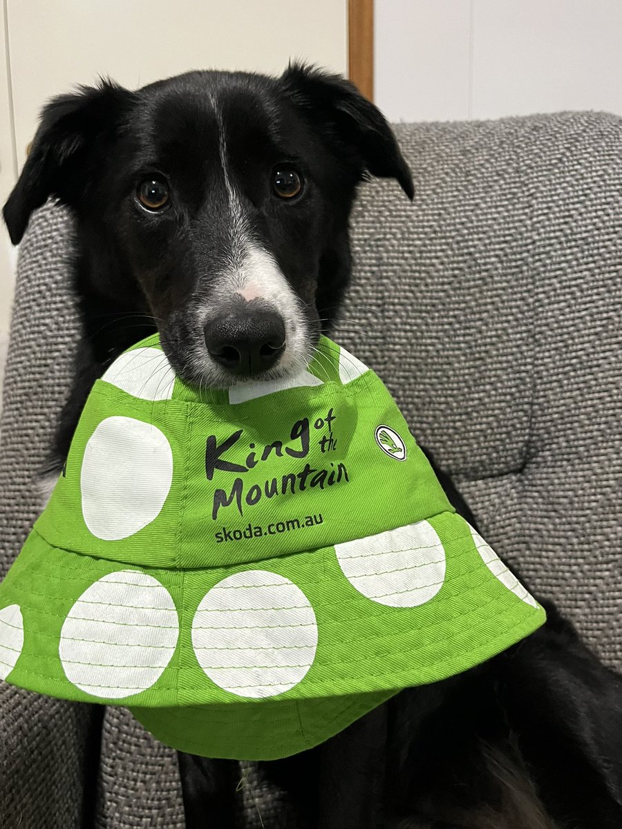 Katrina_351's tweet photo. #Tourdog ready for stage 4 #TDFF2025 #CouchPeloton https://t.co/HnDLhEukqN