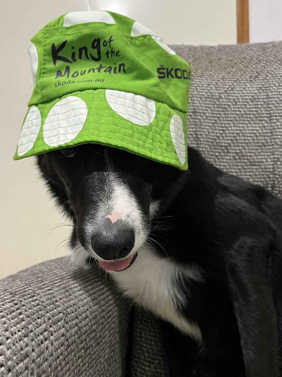 Katrina_351's tweet photo. #Tourdog ready for stage 4 #TDFF2025 #CouchPeloton https://t.co/HnDLhEukqN