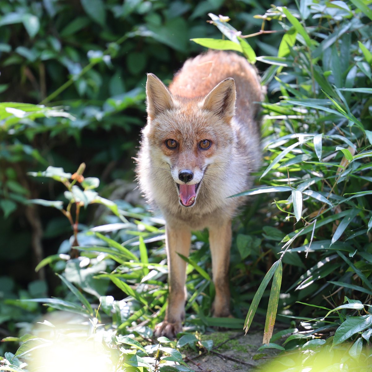 おはようございます
20250618 wed
#ズーラシア #zoorasia #よこはま動物園
#ホンドギツネ #カズオ #fox
1058