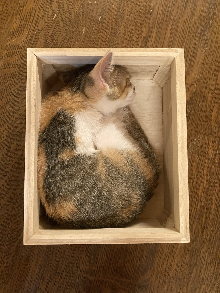 msk72m's tweet image. こねこちゃんよくわからない。