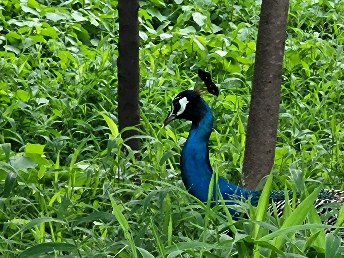 HydUniv's tweet photo. The pictures contributed by Priyanka Priyadarshini Patra for the University Calendar 2025.

#uohcalendar #calendar2025 #calendars #floraandfauna #pictureoftheday #uohcamp #UoHCampus #wildlifephotography #university #uohyd 

@HydUniv @ugc_india @EduMinOfIndia @mygovindia @dpradhanbjp @PMOIndia @PlantSciUoH