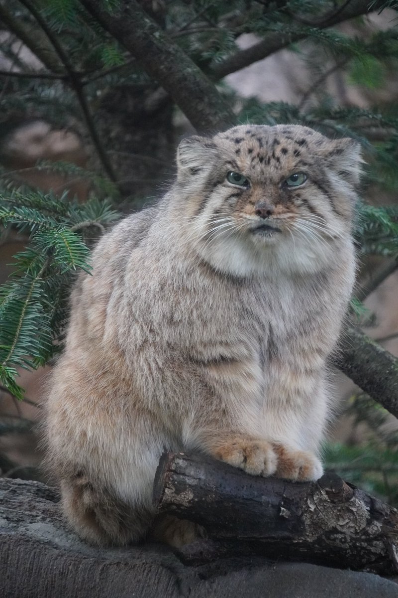 本当に格好良くて優しくて素敵な紳士だった。
向こうの世界ではお母さんのタビーさんやポリたん、兄弟たちとまた会えたかな。
今までたくさんたくさん本当にありがとう。
ボル君、どうか安らかに。いつかまたね。