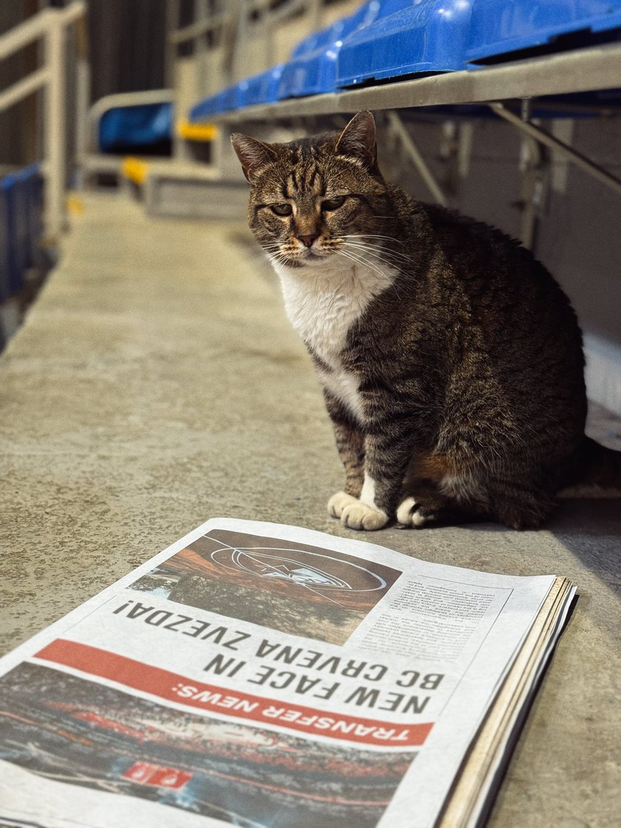 Шта кажете за прелазни рок до сада? 

#kkcz #mackaljubica #ljubicathecat