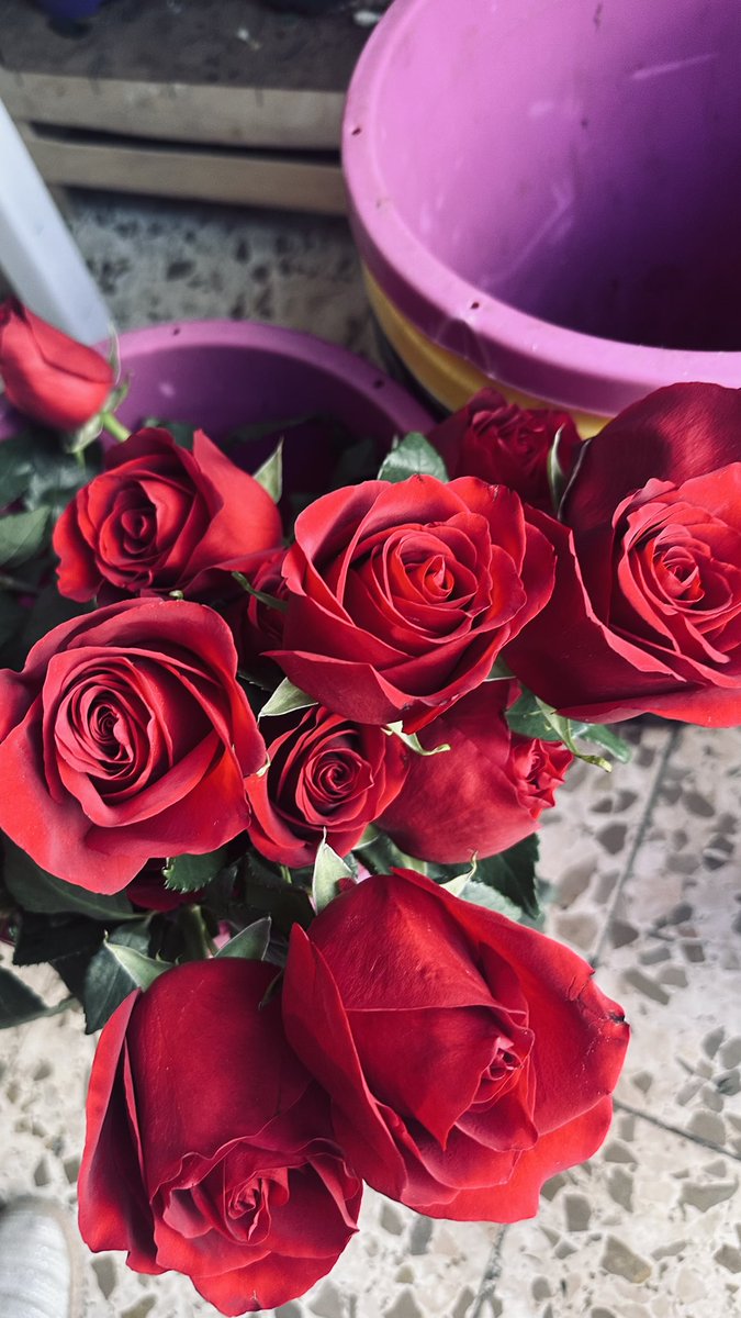 mariaaporrass1's tweet photo. vivo enamorada eternamente de las flores https://t.co/SSVCtvzt64