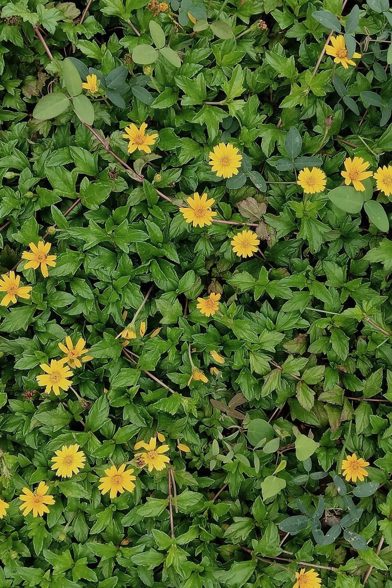 นั่งเฉยๆ🌼 #JackieJackrin