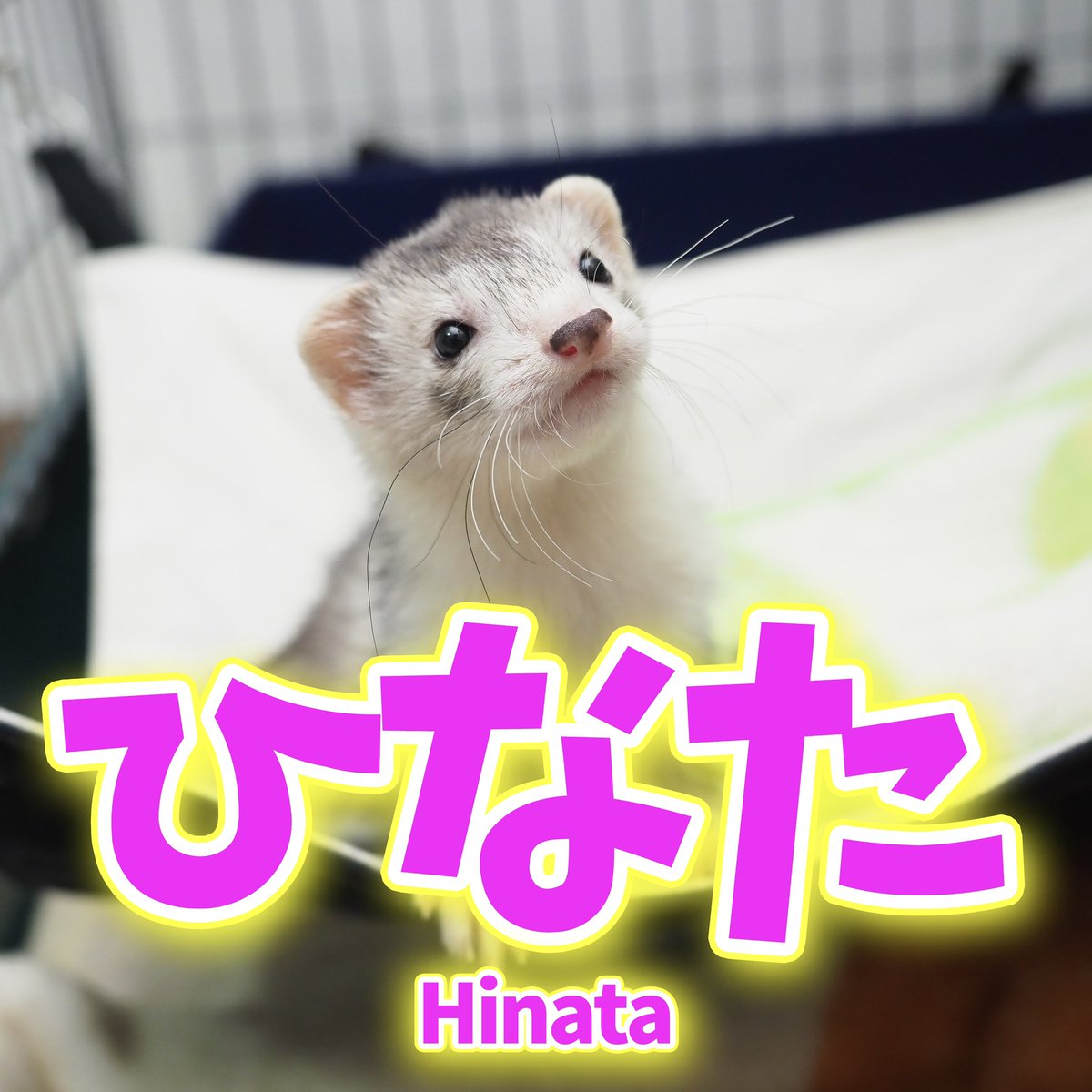 ackey_73's tweet image. 【妹ちゃんのお名前発表!】
ずいぶん盛り上げましたが妹ちゃんのお名前をいよいよ発表です!!!
妹ちゃんのお名前は………
【ひなた】
です!
ʢ☀︎•·̫•̯ʡ&lt;わーいわーいこれからはひなたって呼んでねだよーっ!
#ferret #フェレット