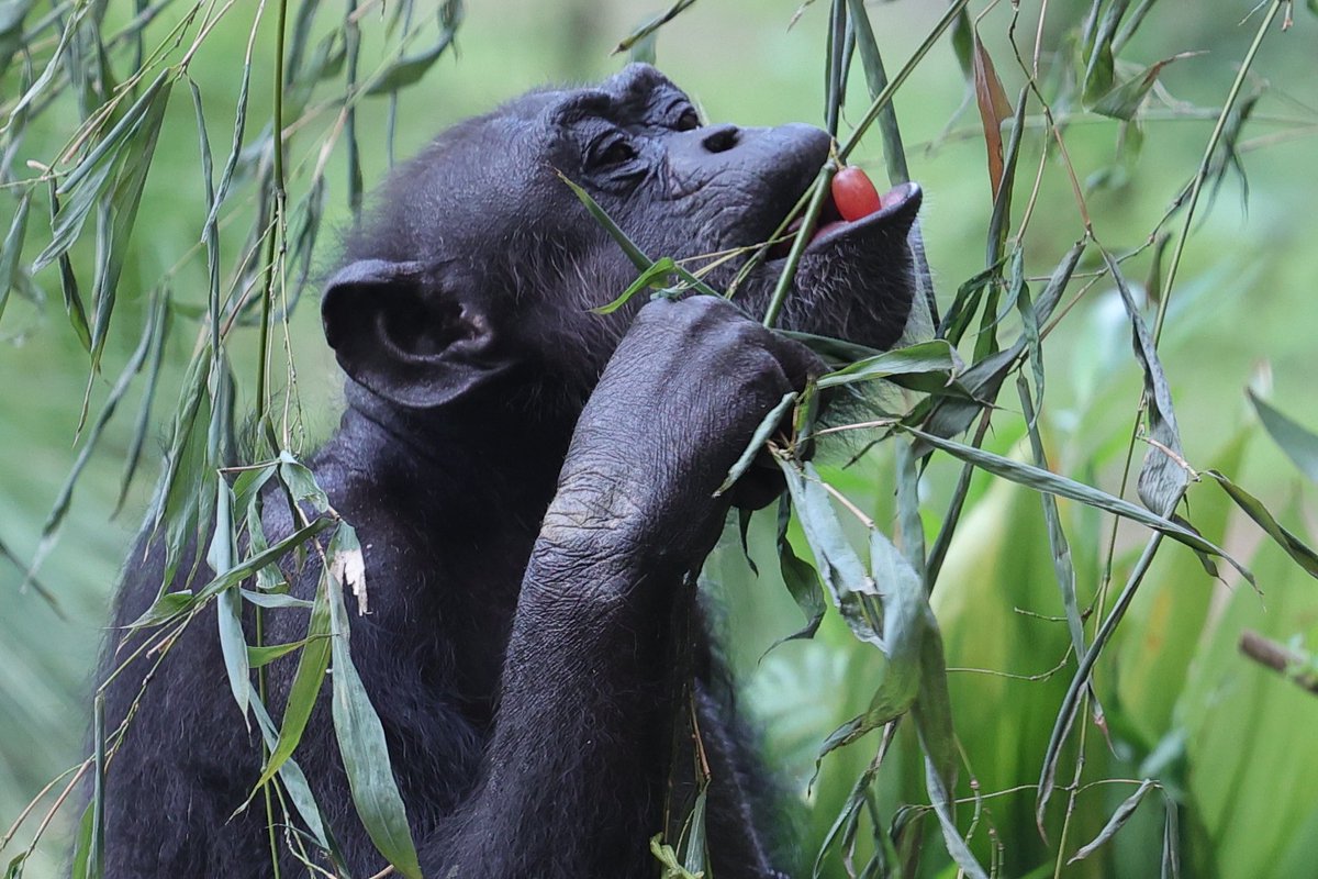 いただきます🍇
20250706 sun
#ズーラシア #zoorasia #よこはま動物園
#チンパンジー #chimpanzee
#七夕特別ガイド
2173