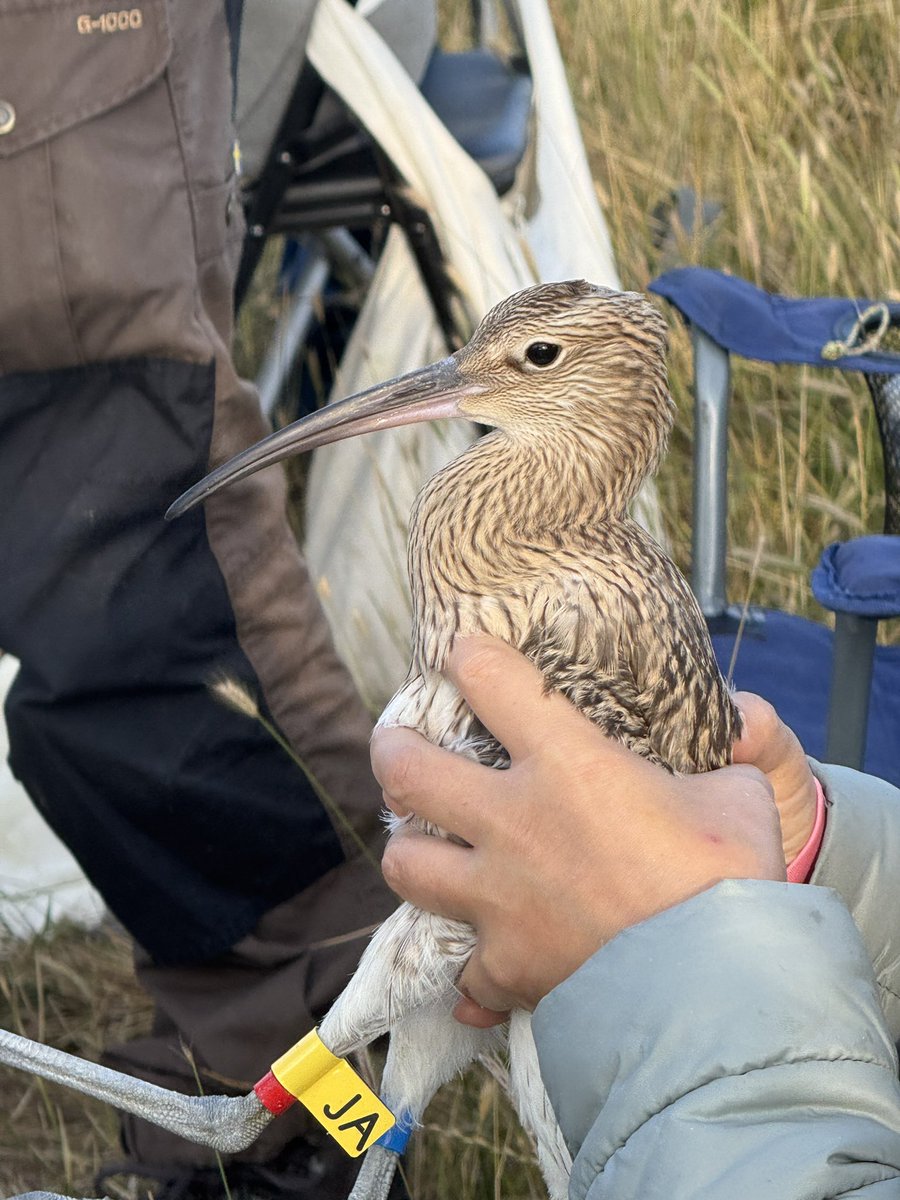 ElmleyNNR's tweet image. 2025’s #Curlew Head Starting project is drawing to a close, 8 wks on from the first hatchings the remaining 32/40 birds are being ringed by @SwaleWaders in preparation of their release 2 next week. They have developed that adult elegance & haunting call that reaches your sole.