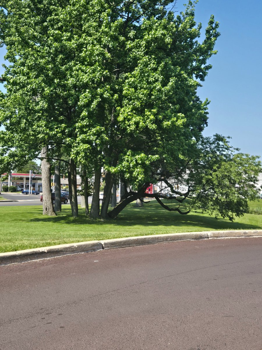 Savannah_0611's tweet image. #thicktrunktuesday #trees