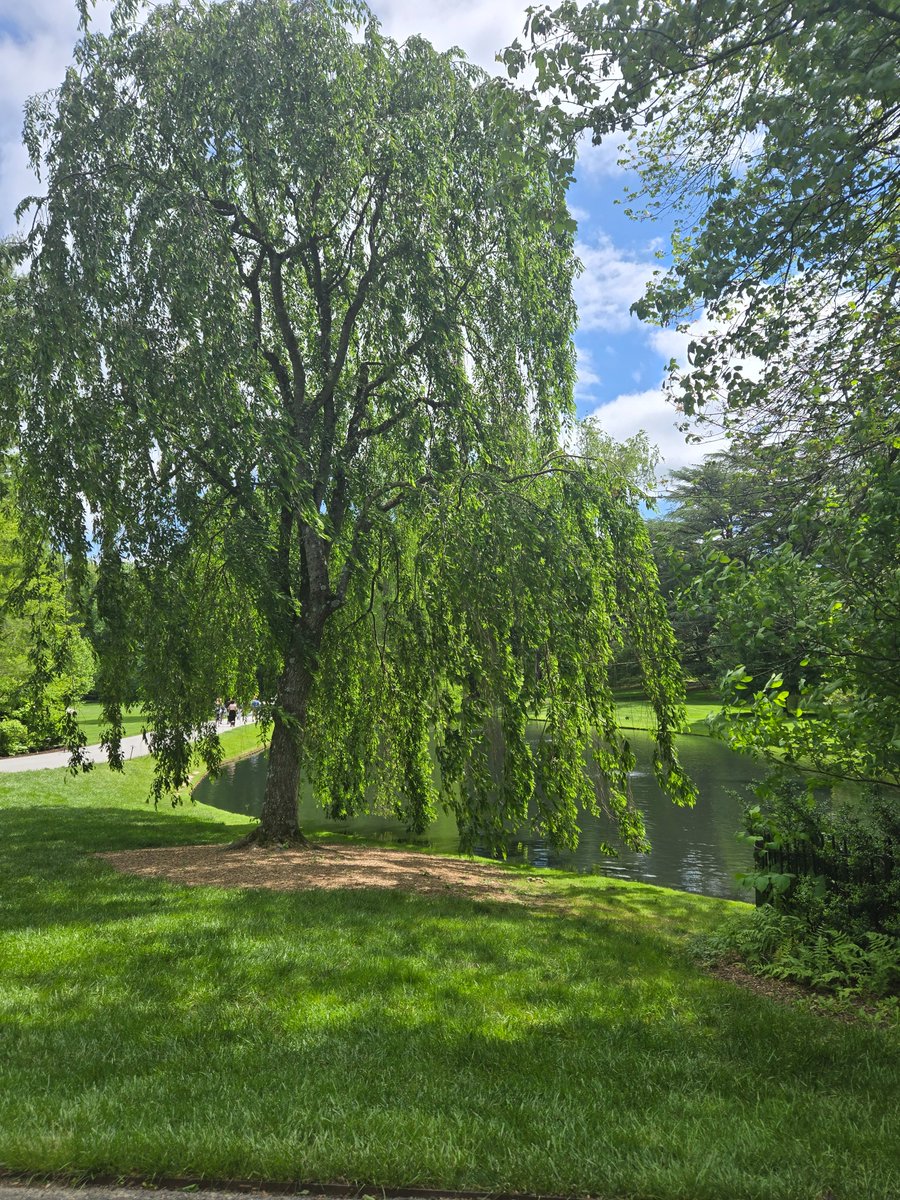 Savannah_0611's tweet image. #thicktrunktuesday #trees
