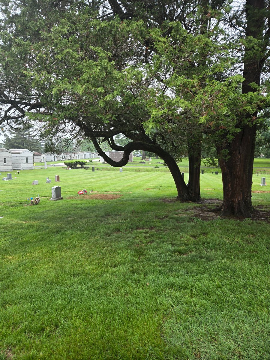 Savannah_0611's tweet image. #thicktrunktuesday #trees