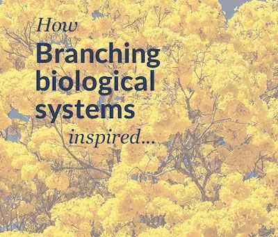LearnBiomimicry tweet media