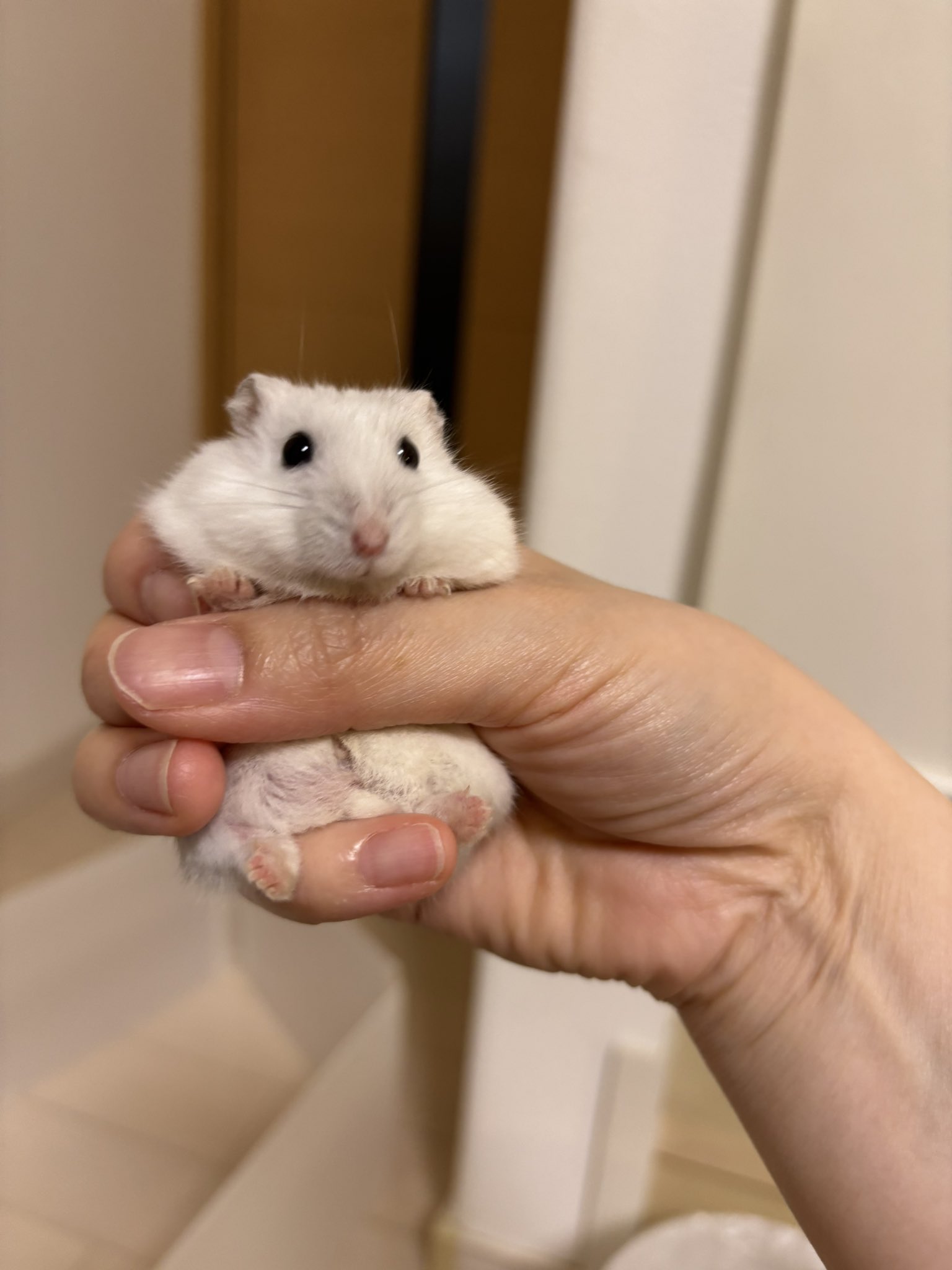 ♡お花が沢山咲く場所で ハムちゃんズ♡お花見 桜 ハムスター 空飛ぶハムスター | 葉っぱハㇺハㇺハムスター