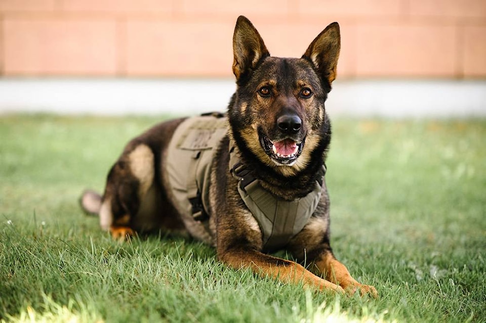 Il y a quatre ans aujourd’hui, nous avons perdu le chien de police Gator, qui a été tragiquement tué dans l’exercice de ses fonctions le 8 juillet 2021 à Campbell River. Nos pensées vont au maitre-chien de Gator et à la GRC de Campbell River. #GRCOublionsJaimais