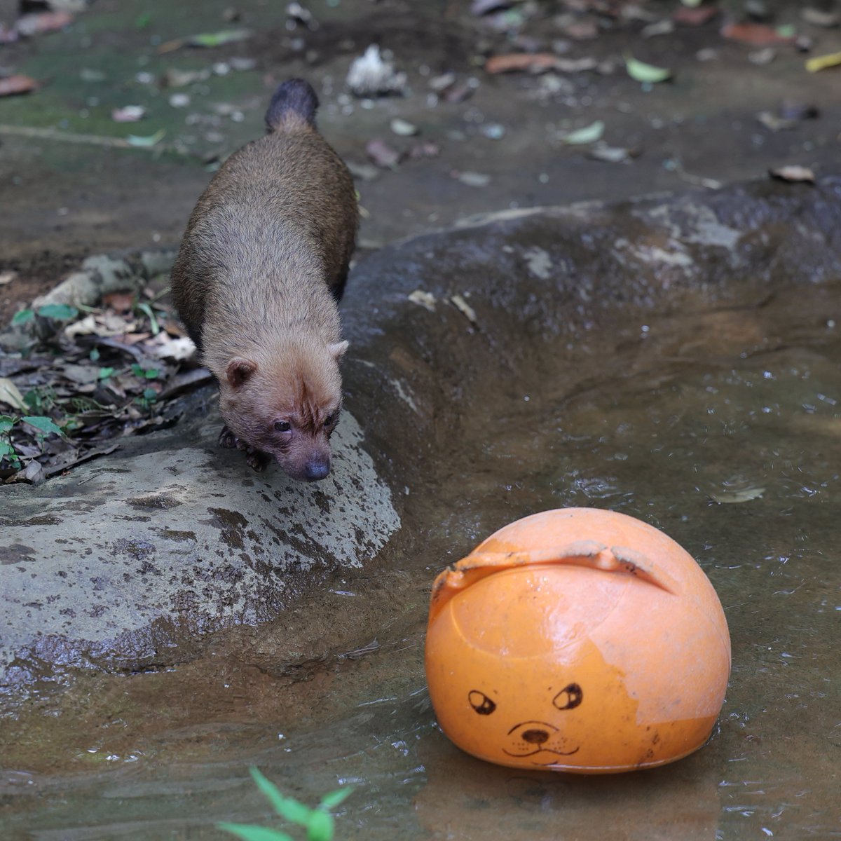 遊びの時間
20250706 sun
#ズーラシア #zoorasia #よこはま動物園
#ヤブイヌ #カノン #bushdog
1434