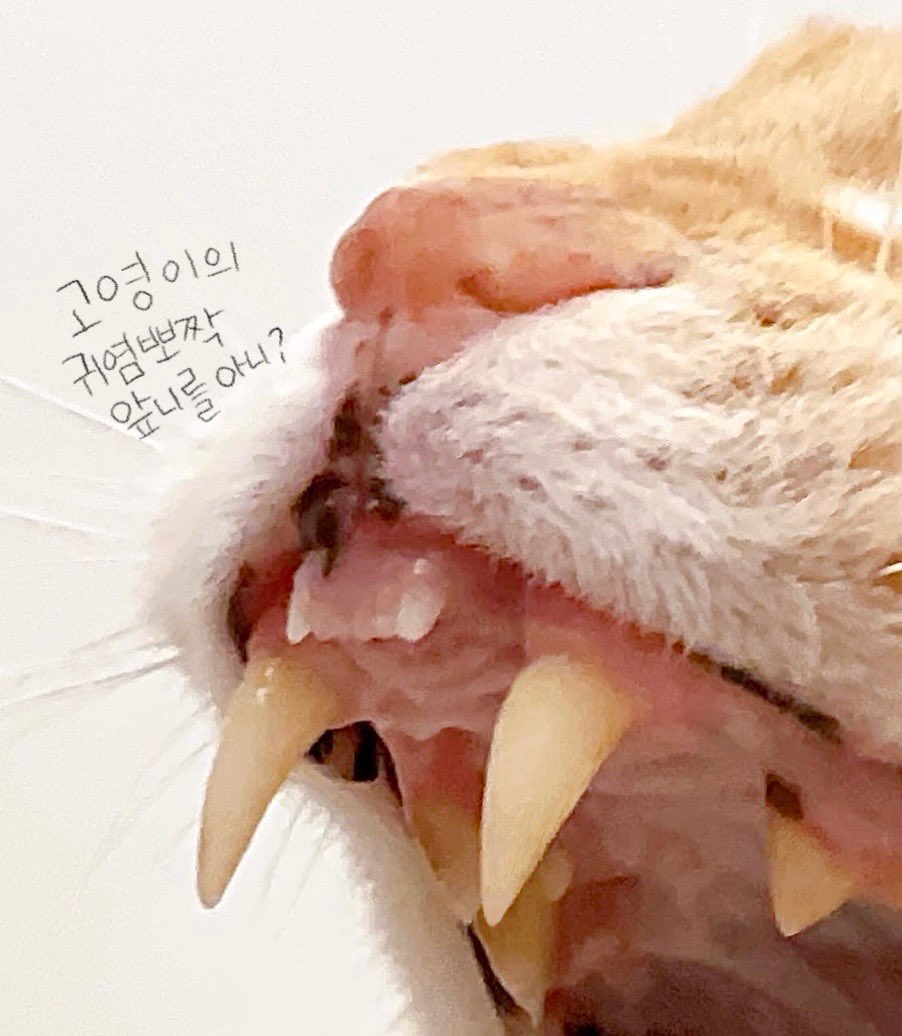 고영이의 하찮아 보이지만 강려크하게 귀여운 앞니를 아시나효?