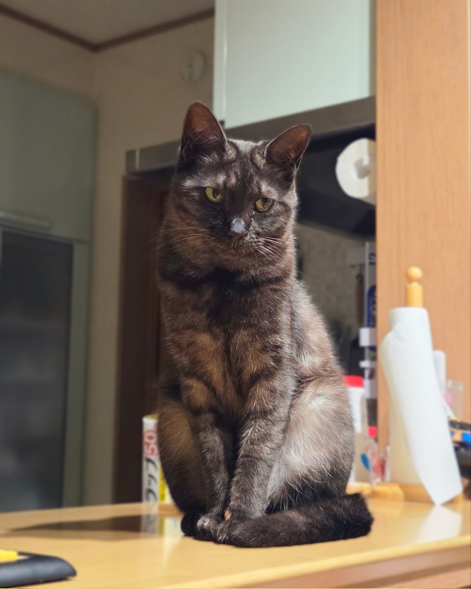 何かジーッと見てるけど、
視線の先には何もないんだよね。
なに見えてるの？
#ねこ #猫