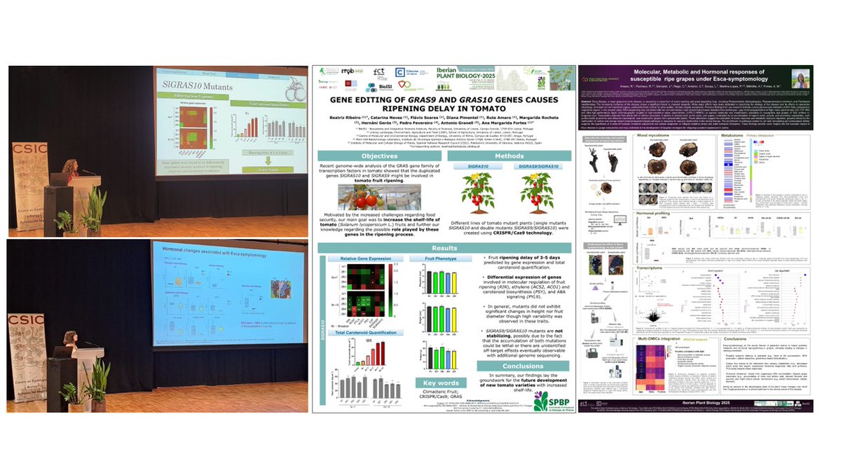 fruitfgb's tweet photo. In the IPB-2025 (@SPBPlantas | @NewsSEBP), two thematic lines were presented:
 - Gene Editing of Gras9 and Gras10 Genes Causes Ripening Delay in Tomato;
 - Molecular, Metabolic and Hormonal Responses of Susceptible Ripe Grapes Under Esca-Symptomology; 

@BioISI @cienciasulisboa https://t.co/dC8k18YDoc