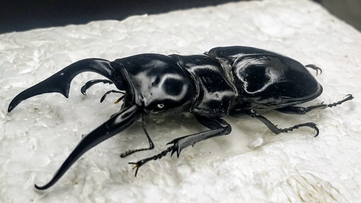 特コレクションシリーズ激レアOrnithoptera tithonus ssp. 特