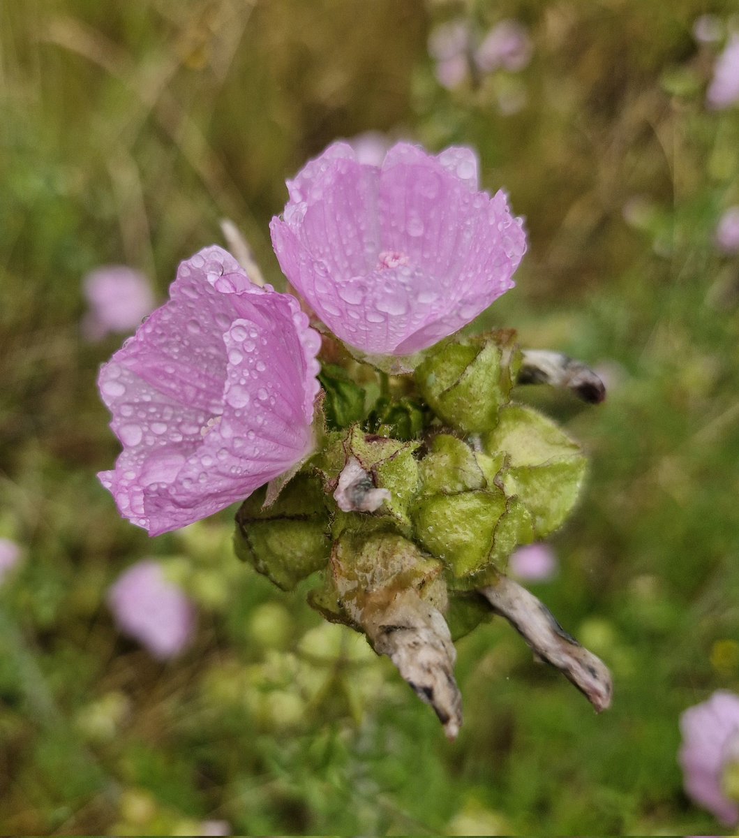 FinellLotta's tweet image. Utanför hjälpmedelcentralen blommar det. Trasig drivring ska bytas. 
#sommarpåminplanet