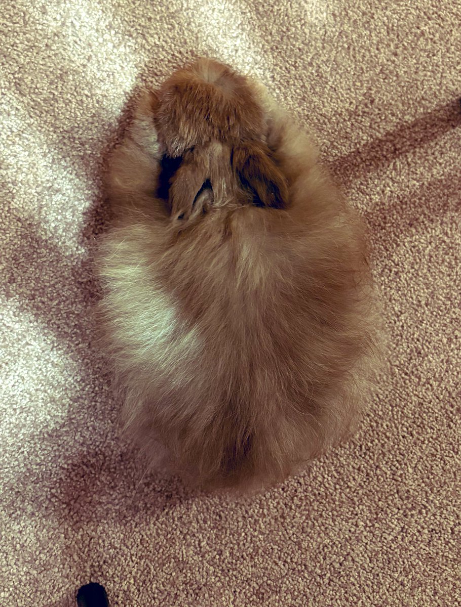 顔が体に埋まっている