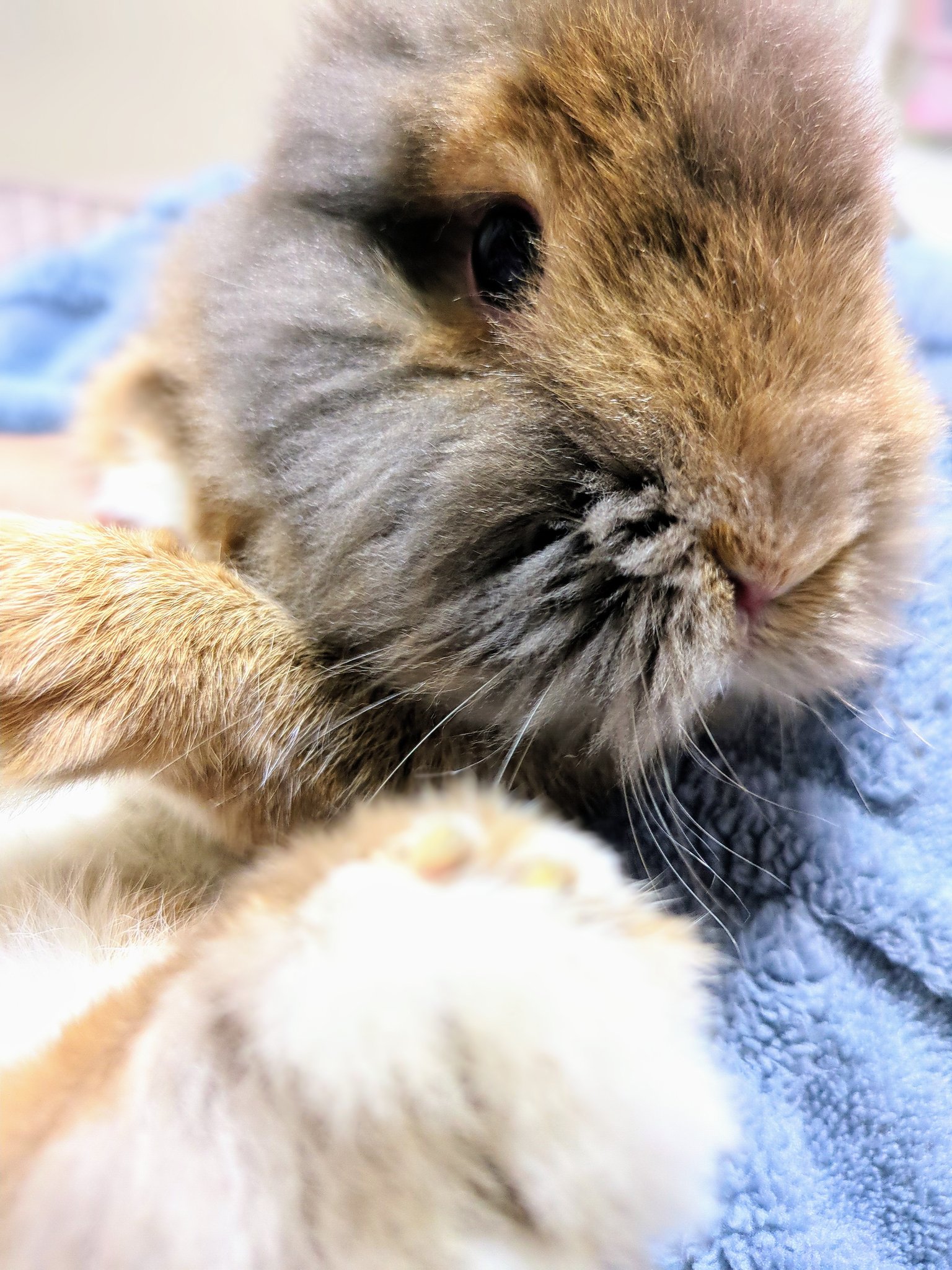 michi55ページ！お山の大将とうさちゃんたち！蓮の実で遊ぶうさちゃん 春の訪れ 〜 #うさぎ #うさちゃん #春 #桜 #菜の花