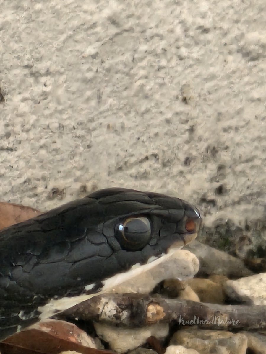 VanHenst2012's tweet photo. Found this little guy taking my lunch walk yesterday. 

I asked it to stick its tongue out and it kept on doing it but I kept missing the shot 😅
#snake #NaturePhotography #TrueUncutNature https://t.co/sAzhIdMRFB