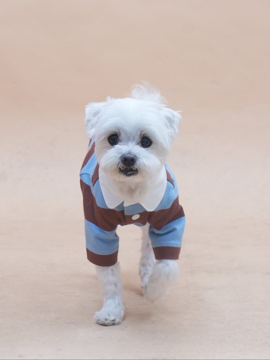 옐로우 트라이앵글 럭비티가 
너무 귀엽다는 소식 🎀

덩이는 쩜오 사이즈로 맞춤제작 (짱~)