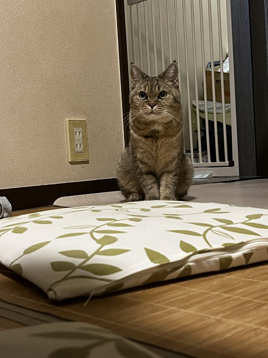 いつもサンキュー
#猫のいる暮らし